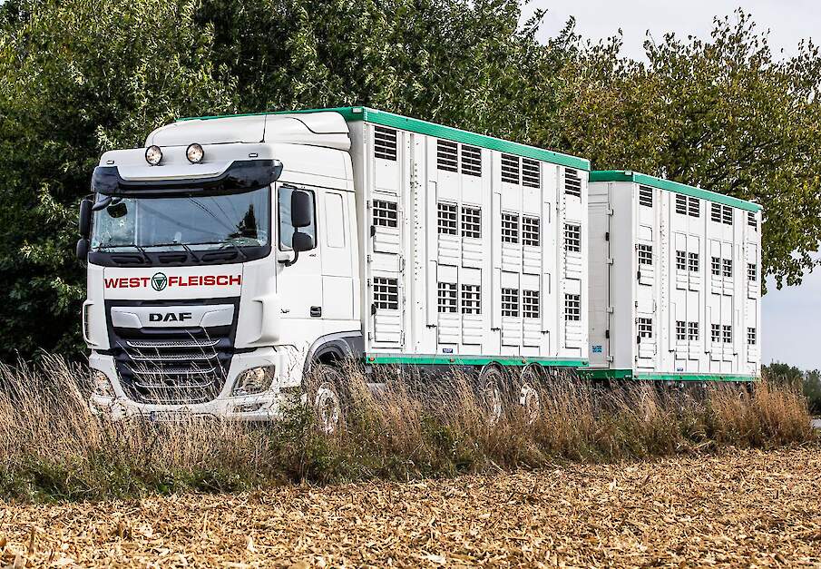 Vanaf 1 april 2027 mogen boven de 30&deg;C geen dieren meer getransporteerd worden