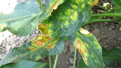 Symptomen van Cff op kouseband.