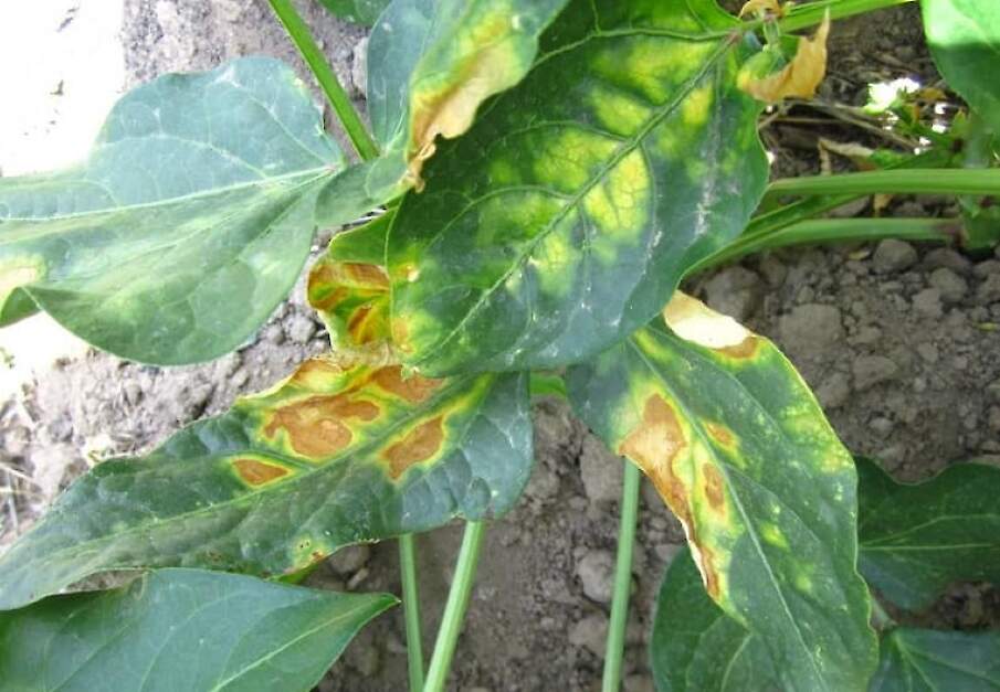 Symptomen van Cff op kouseband.