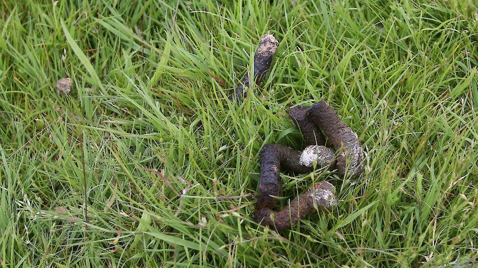 Ganzenpoep kan een negatief effect hebben op de natuur volgens het CDA. De partij pleit daarom voor onderzoek.