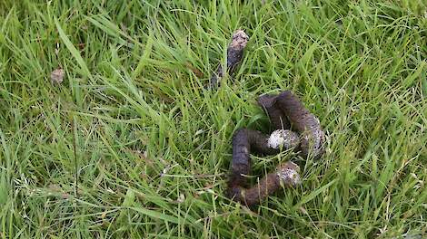 Ganzenpoep kan een negatief effect hebben op de natuur volgens het CDA. De partij pleit daarom voor onderzoek.