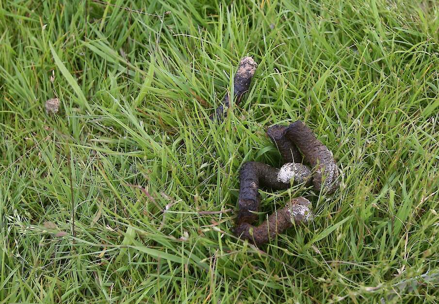 Ganzenpoep kan een negatief effect hebben op de natuur volgens het CDA. De partij pleit daarom voor onderzoek.