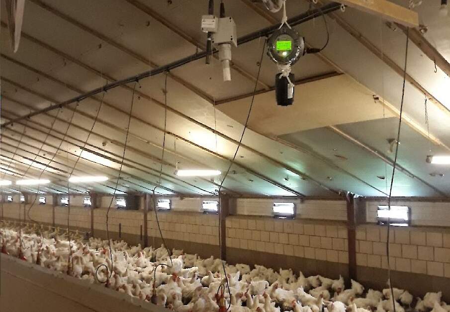 Sensoren in een vleeskuikenouderdierenstal.