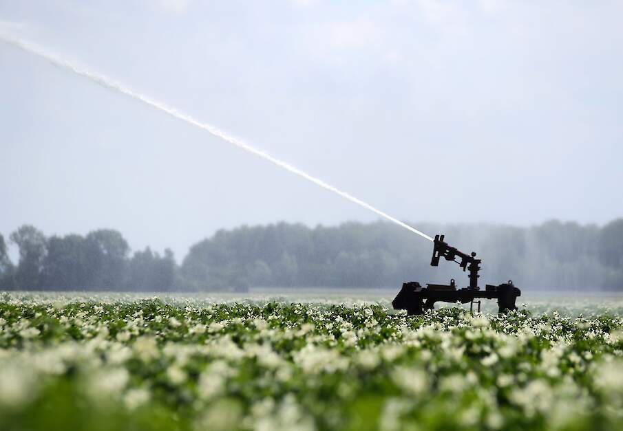 Beeld van beregening aardappelen ter illustratie.