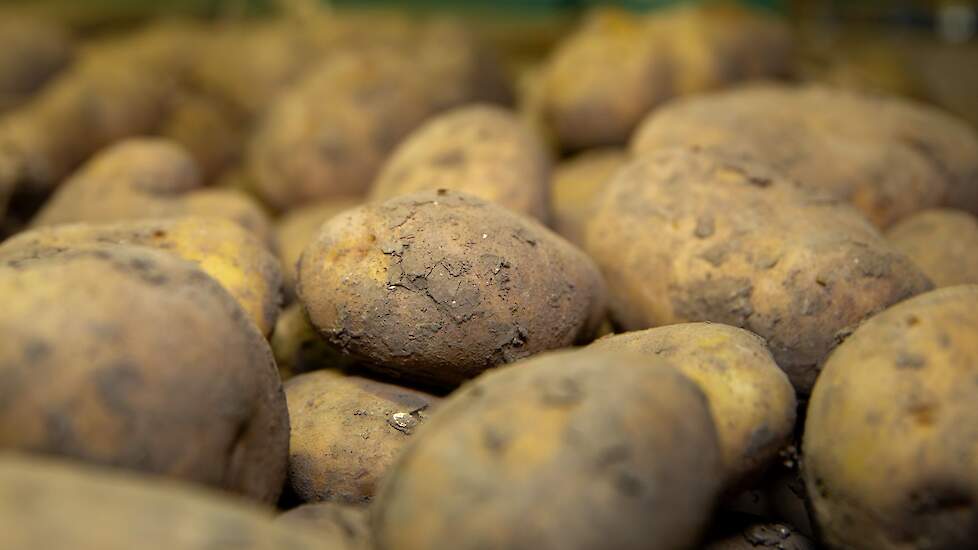 Aardappelen kunnen een aantrekkelijk aanvulling op het rantsoen zijn