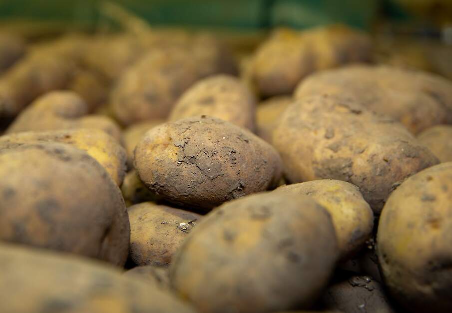 Aardappelen kunnen een aantrekkelijk aanvulling op het rantsoen zijn