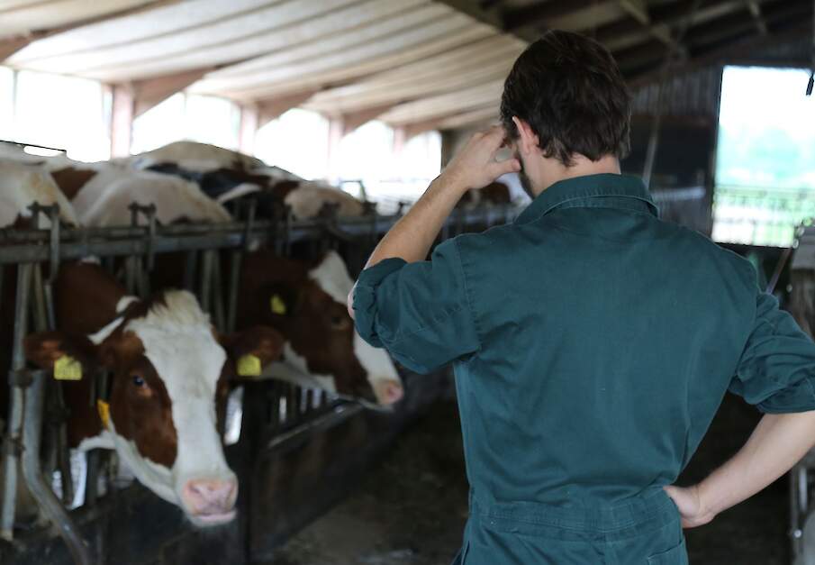 Meer melkveehouder hebben moeite om het hoofd boven het water te houden