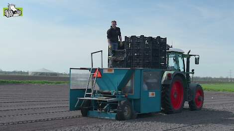 Pioenroos planten in de volle grond