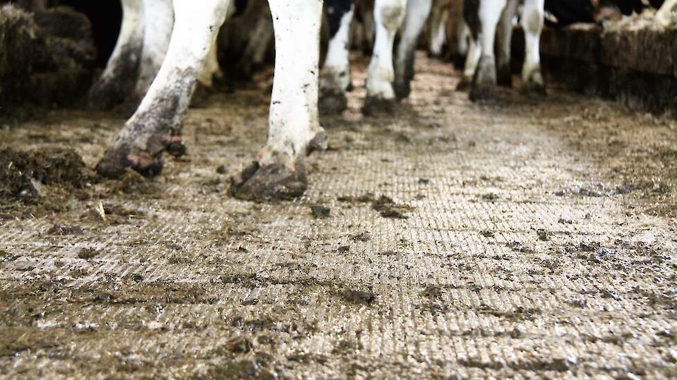 Koeien staan op de een gesloten stalvloer