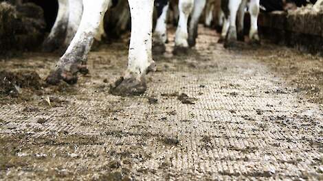 Koeien staan op de een gesloten stalvloer