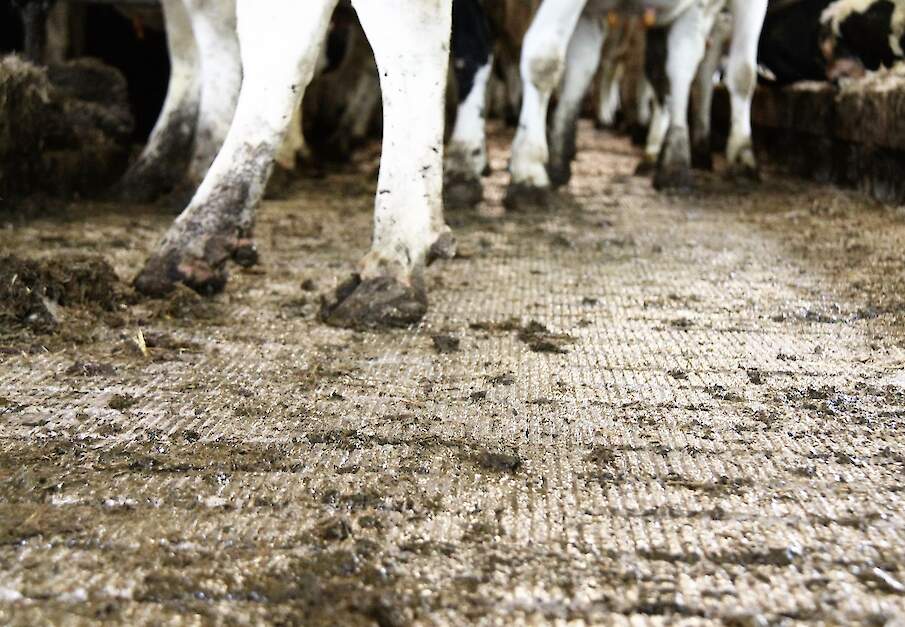 Koeien staan op de een gesloten stalvloer
