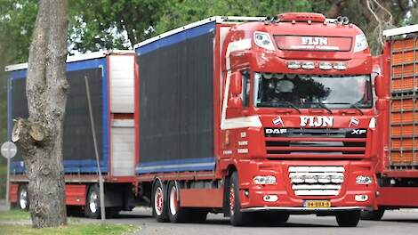 Vanaf 1 april volgend jaar mogen boven de 30 graden Celsius geen dieren meer getransporteerd worden.