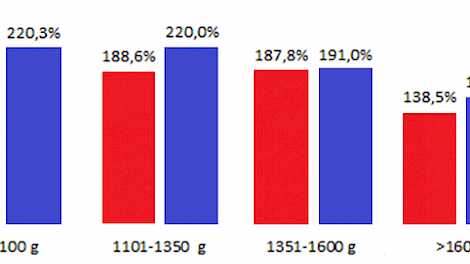 De gewichtstoename (in procenten) van het geboortegewicht voor de gewichtscategorieën van zowel niet verlegde(rood) als verlegde(blauw) biggen.