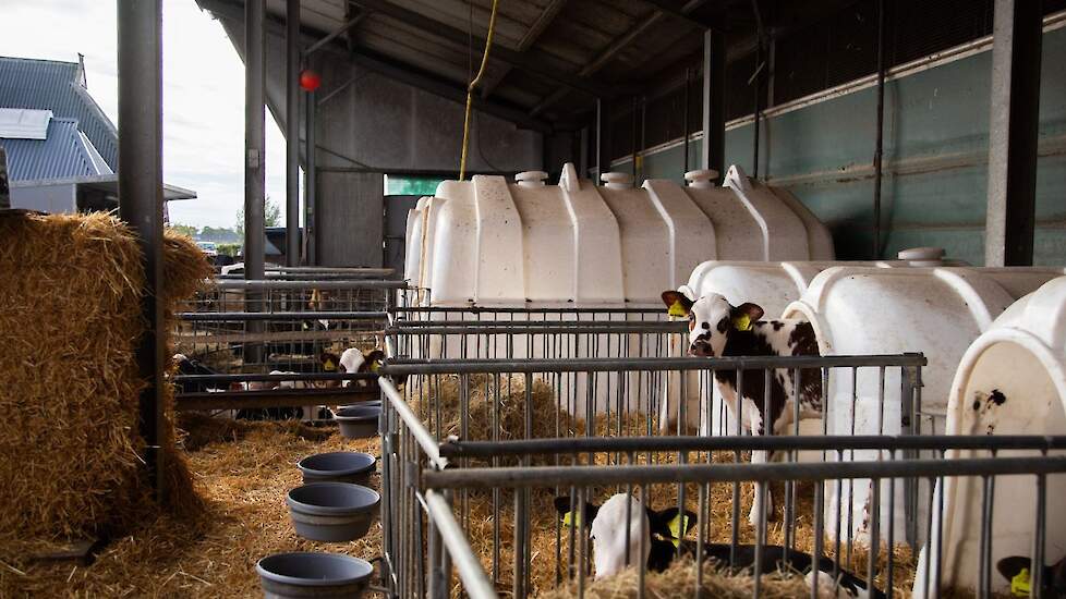 Kalveren in eenlingboxen