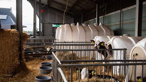 Kalveren in eenlingboxen