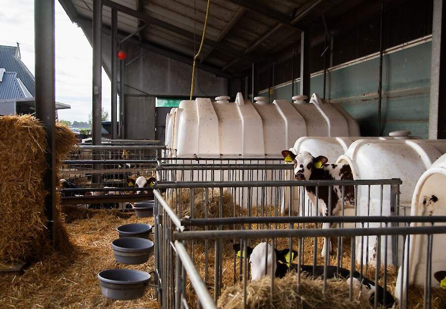 Kalveren in eenlingboxen