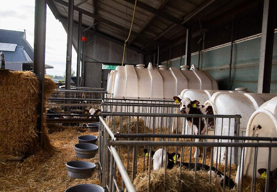 De minister werkt op dit moment aan de conceptversie van de AMvB Dierwaardige Veehouderij. Hierin staat onder meer dat kalveren vanaf een leeftijd van 14 dagen in groepsverband gehuisvest moeten worden.