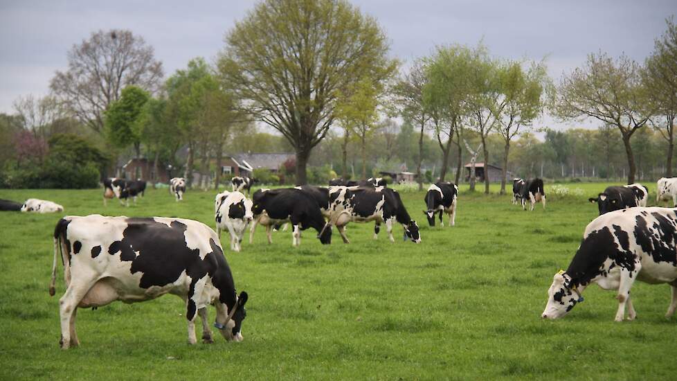 Melkvee in weidegang met vers gras rantsoen