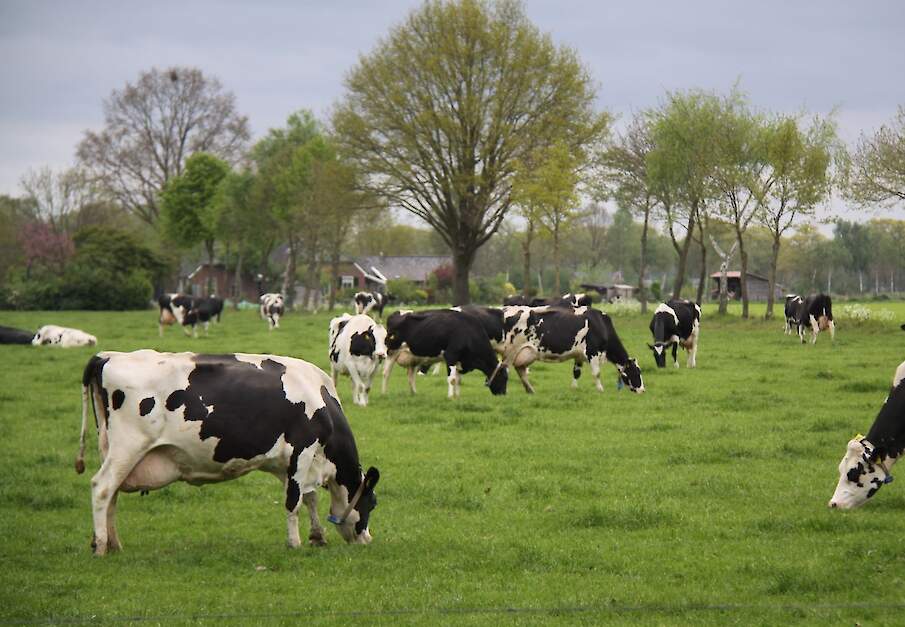 Melkvee in weidegang met vers gras rantsoen