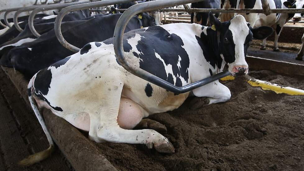 Koe ligt te herkauwen in ligbox