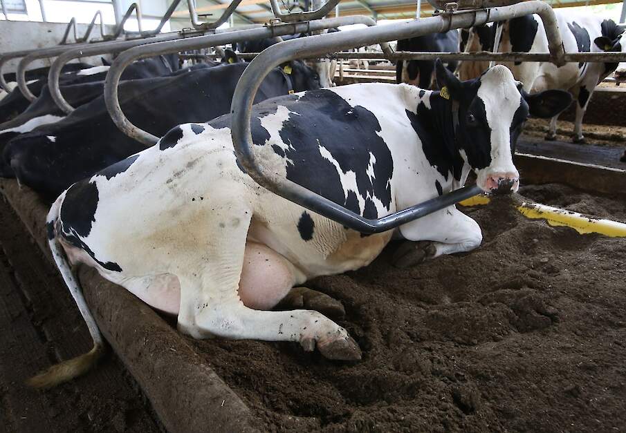 Koe ligt te herkauwen in ligbox