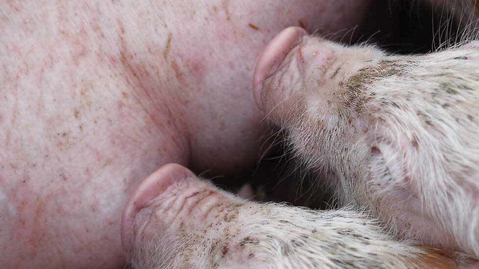 Zonder maatregelen verliest Duitsland een fors deel van haar eigen biggenproductie.