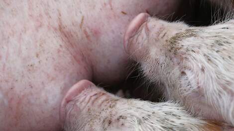 Zonder maatregelen verliest Duitsland een fors deel van haar eigen biggenproductie.