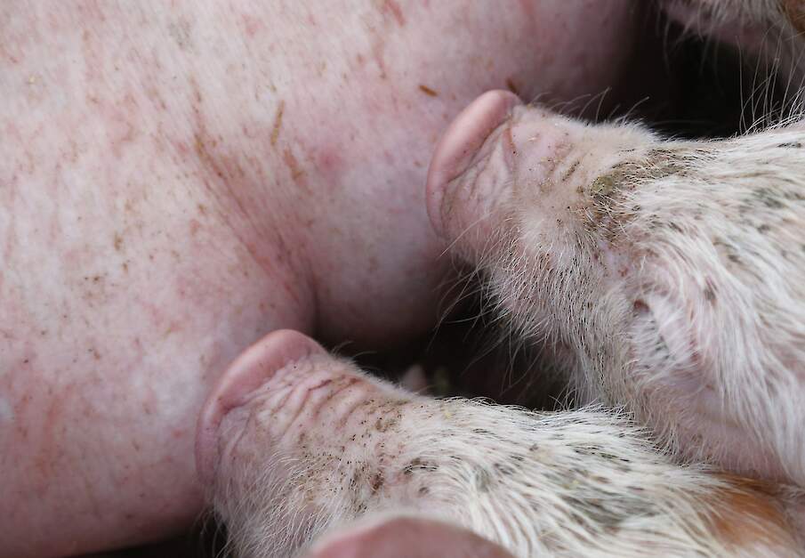 Zonder maatregelen verliest Duitsland een fors deel van haar eigen biggenproductie.