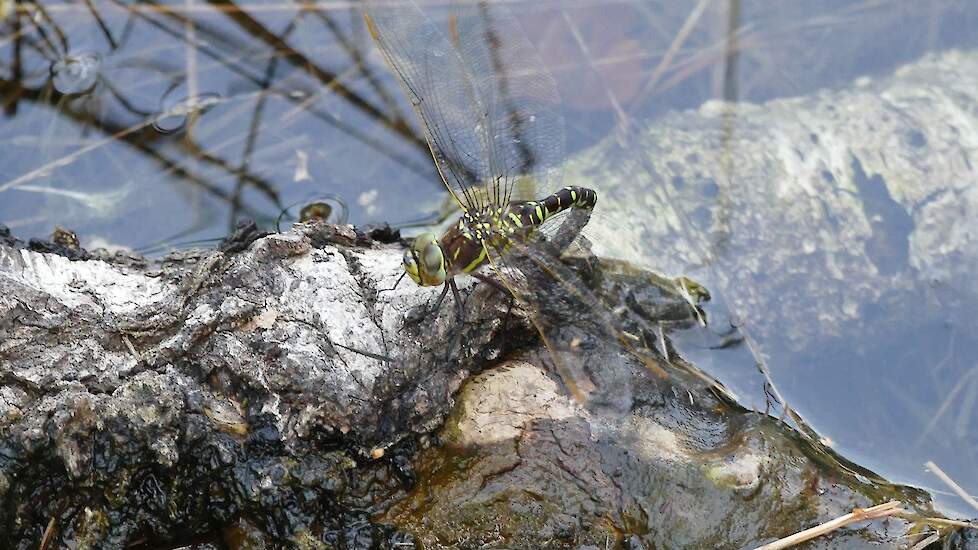 Eileggende venglazenmaker, een libel van vennen.