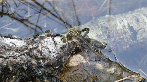 Eileggende venglazenmaker, een libel van vennen.
