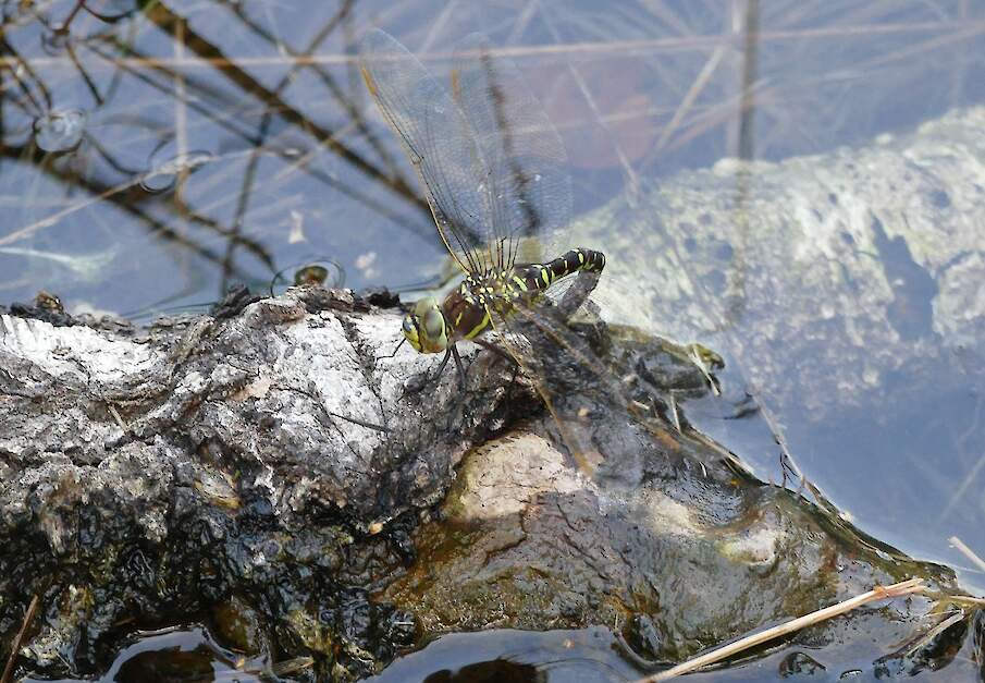 Eileggende venglazenmaker, een libel van vennen.