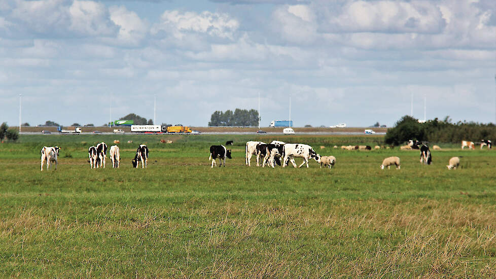 Hoe de 35 tot 45 kilogram ammoniakreductie per hectare per jaar behaald moet worden, is in veel regio&rsquo;s nog niet uitgewerkt.