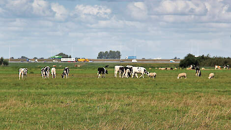 Hoe de 35 tot 45 kilogram ammoniakreductie per hectare per jaar behaald moet worden, is in veel regio&rsquo;s nog niet uitgewerkt.