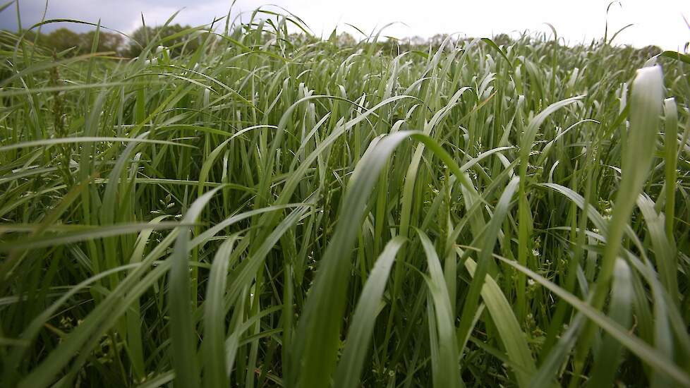 Gelderland staat tijdelijk scheuren van blijvend grasland toe in kwetsbare gebieden
