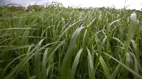 Gelderland staat tijdelijk scheuren van blijvend grasland toe in kwetsbare gebieden