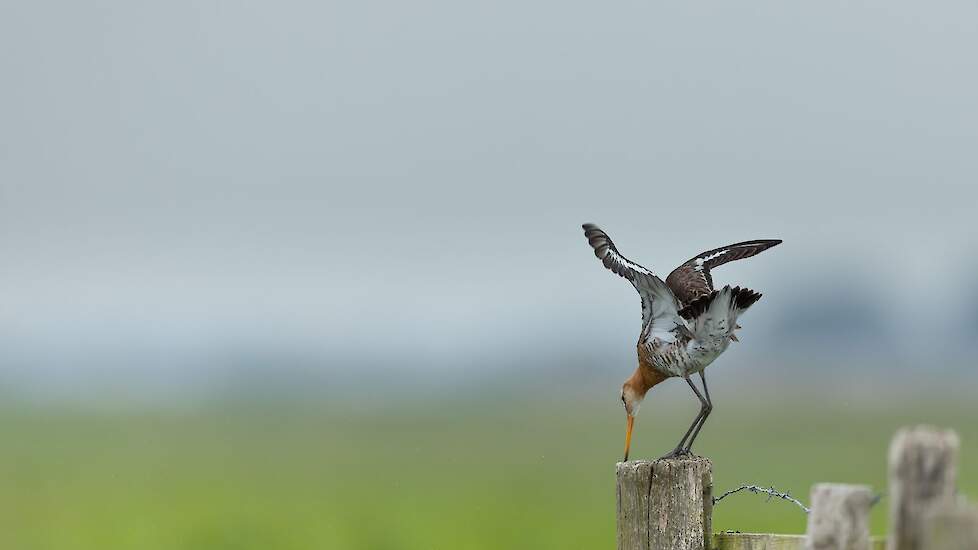 Grutto op een weidepaal