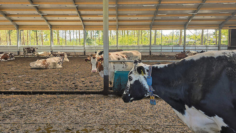 Melkvee in de VrijLevenStal van Wesselink