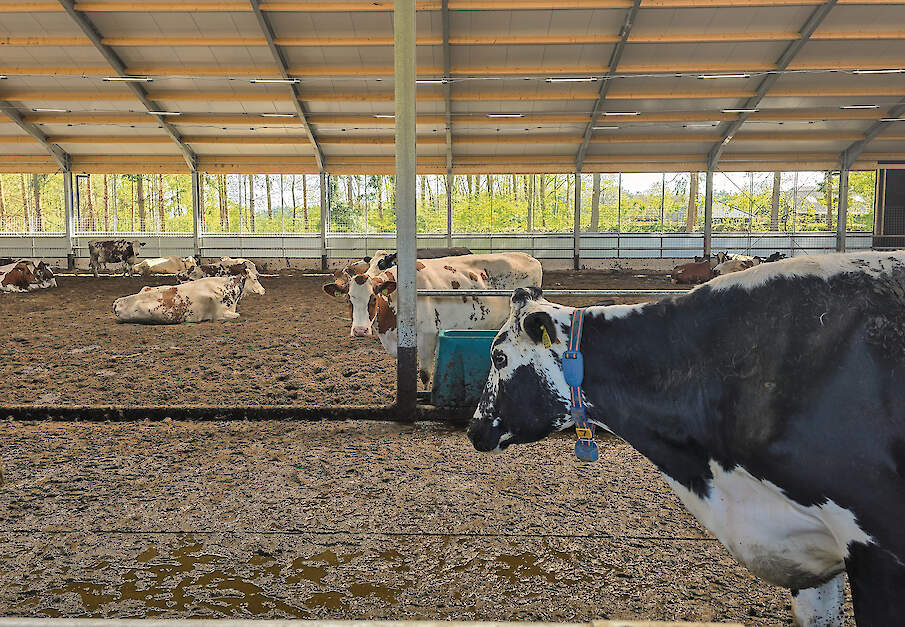 Melkvee in de VrijLevenStal van Wesselink