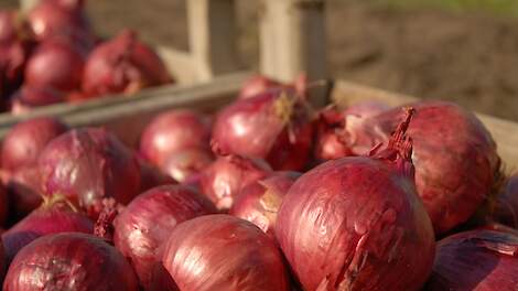 Rode uien in bewaarkisten