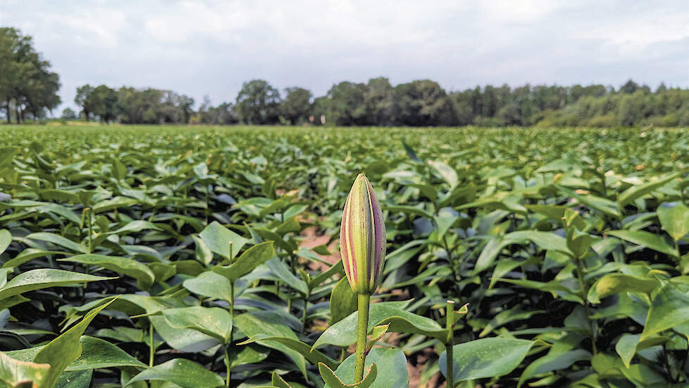 Foto ter illustratie