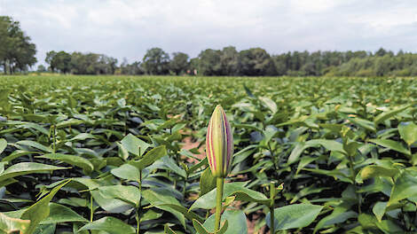 Foto ter illustratie