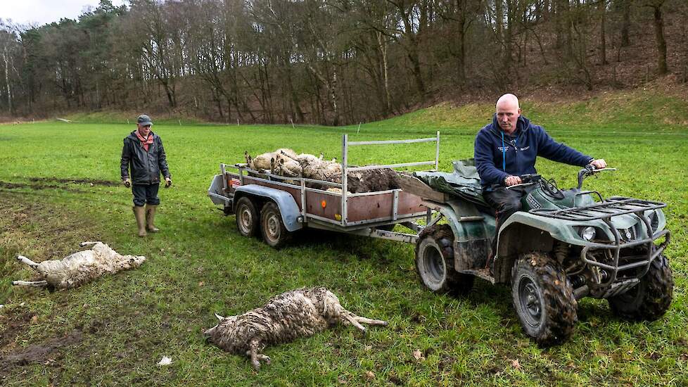 Dode schapen na een wolvenaanval in Renkum.