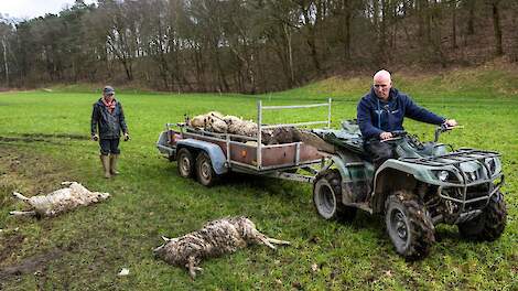 Dode schapen na een wolvenaanval in Renkum.