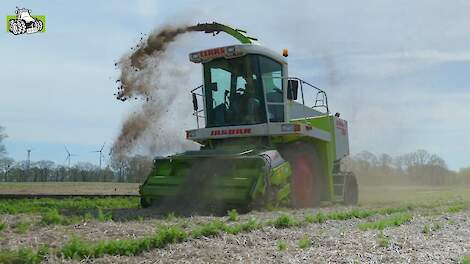 Winterpeen rooien in het voorjaar: een bijzondere oogst