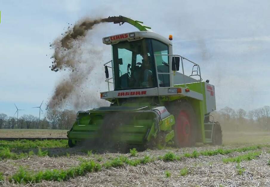 Winterpeen rooien in het voorjaar: een bijzondere oogst