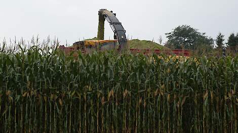 Een hakselaar aan het werk in een perceel ma&iuml;s