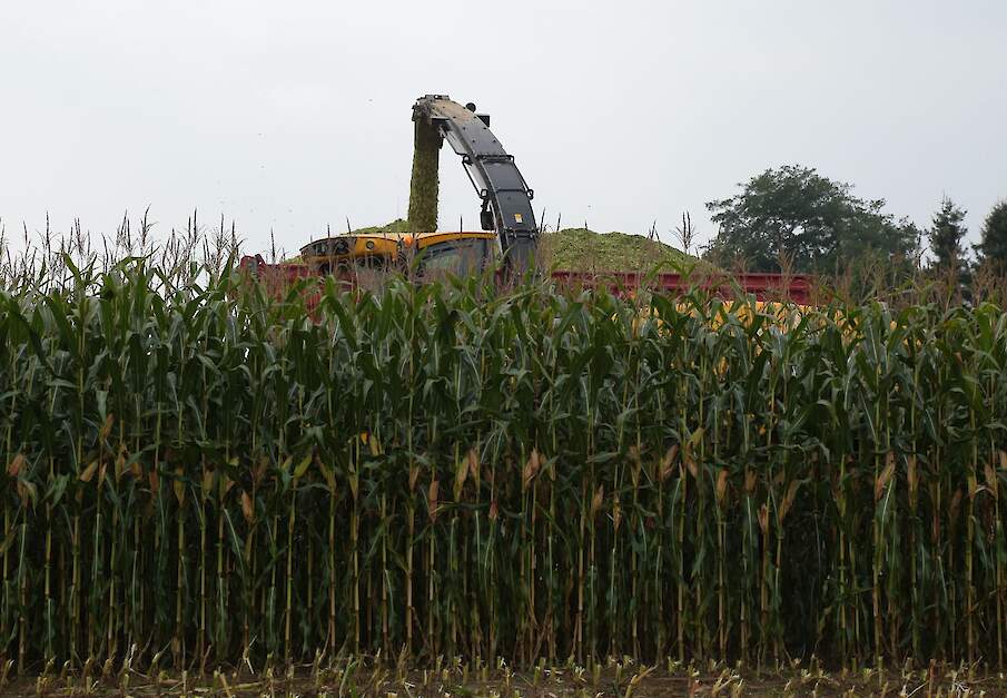 Een hakselaar aan het werk in een perceel ma&iuml;s