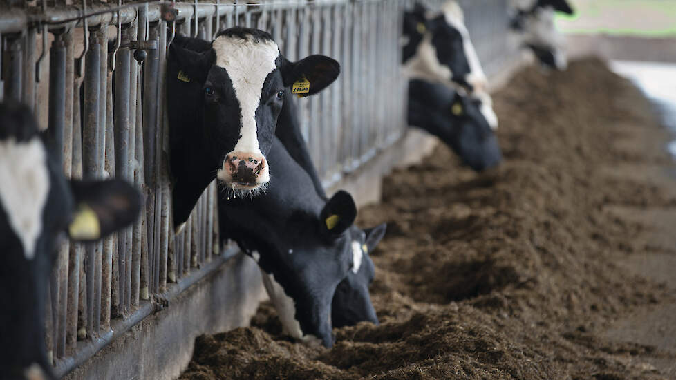 Weidegang is voor biologische runderen een belangrijke eis