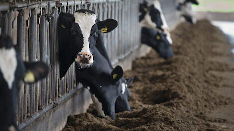 Weidegang is voor biologische runderen een belangrijke eis