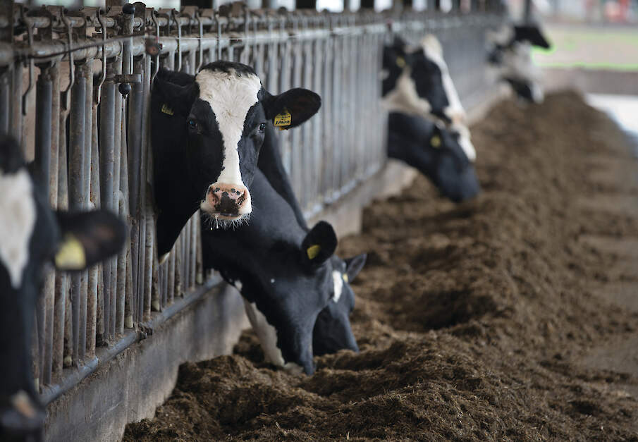 Weidegang is voor biologische runderen een belangrijke eis